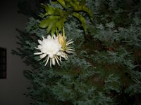 DSCN6468.jpg