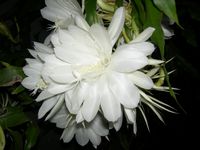 DSCN6470.jpg